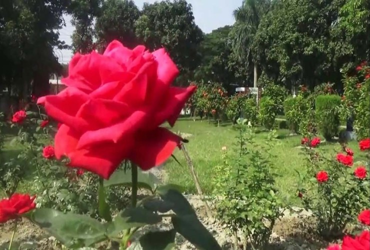 ভ্যালেন্টাইন ডে ও মাতৃভাষা দিবস